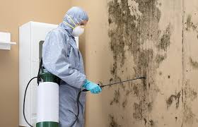 Best Emergency Mold Remediation in Haworth, NJ